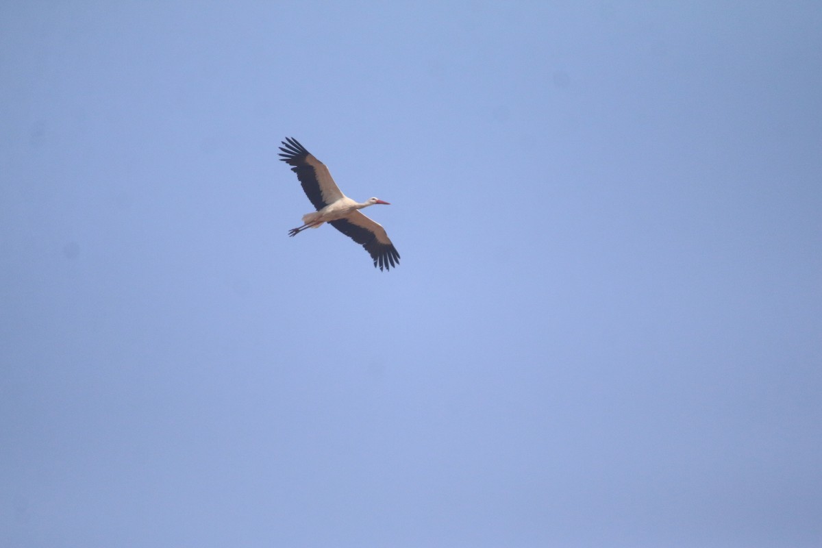 White Stork - ML643412330