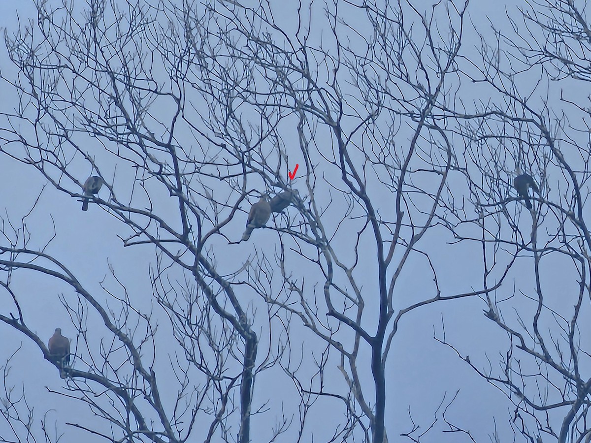 Bulbul de Taïwan - ML643412332