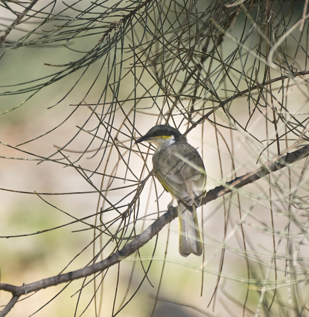 Singing Honeyeater - ML643412343
