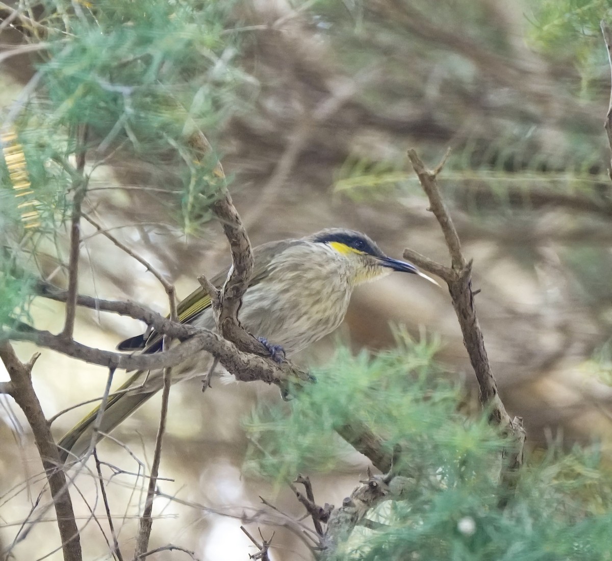 Singing Honeyeater - ML643412344
