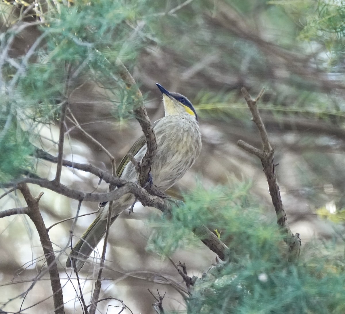 Singing Honeyeater - ML643412345