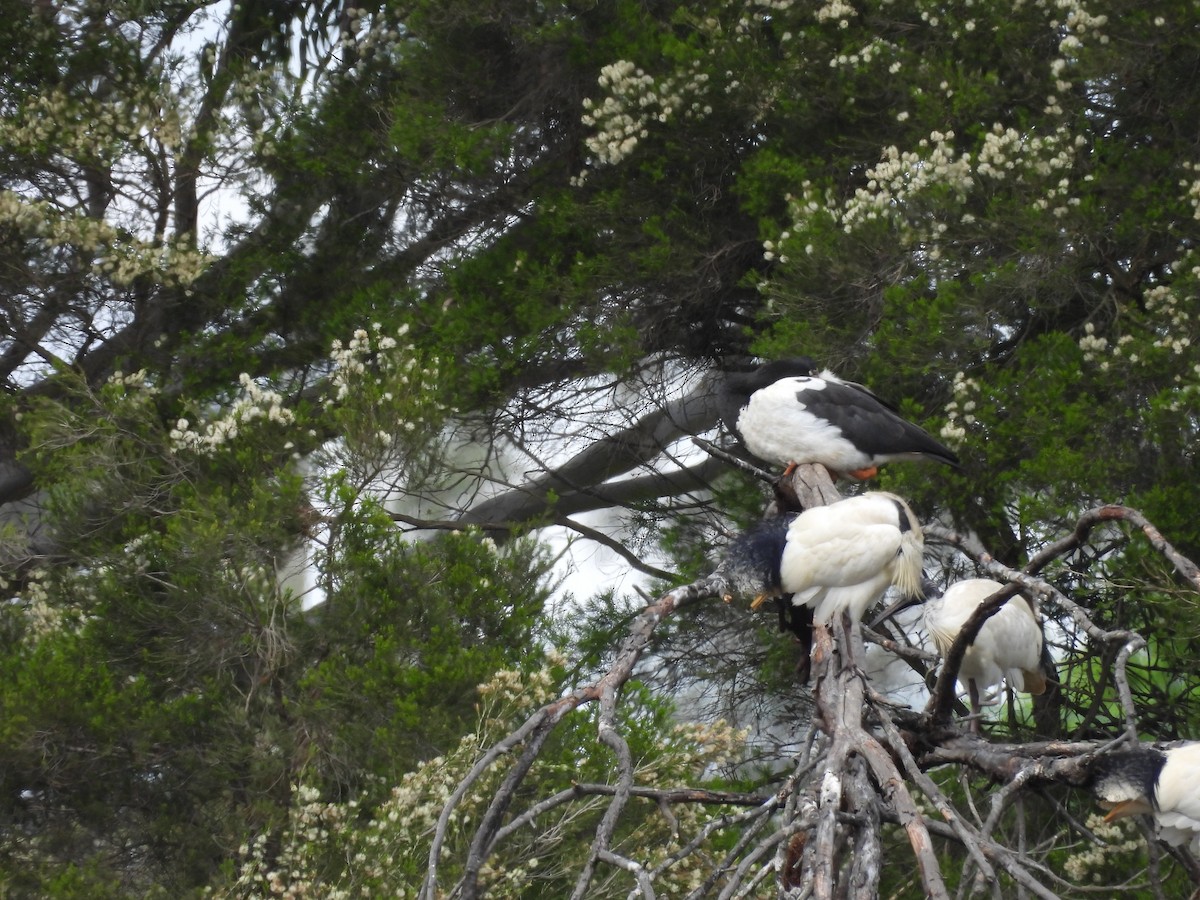 skjæregås - ML643412357