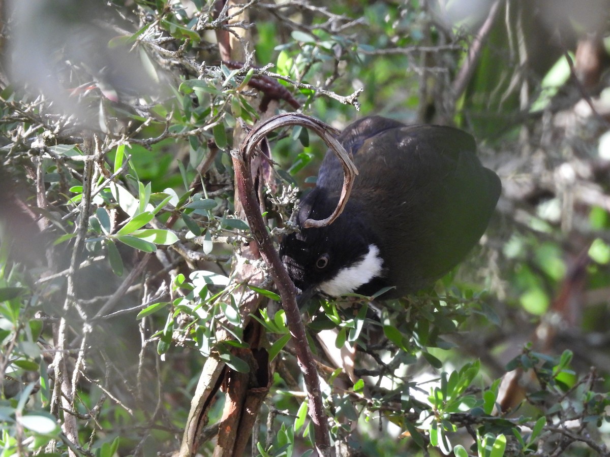 Eastern Whipbird - ML643412365
