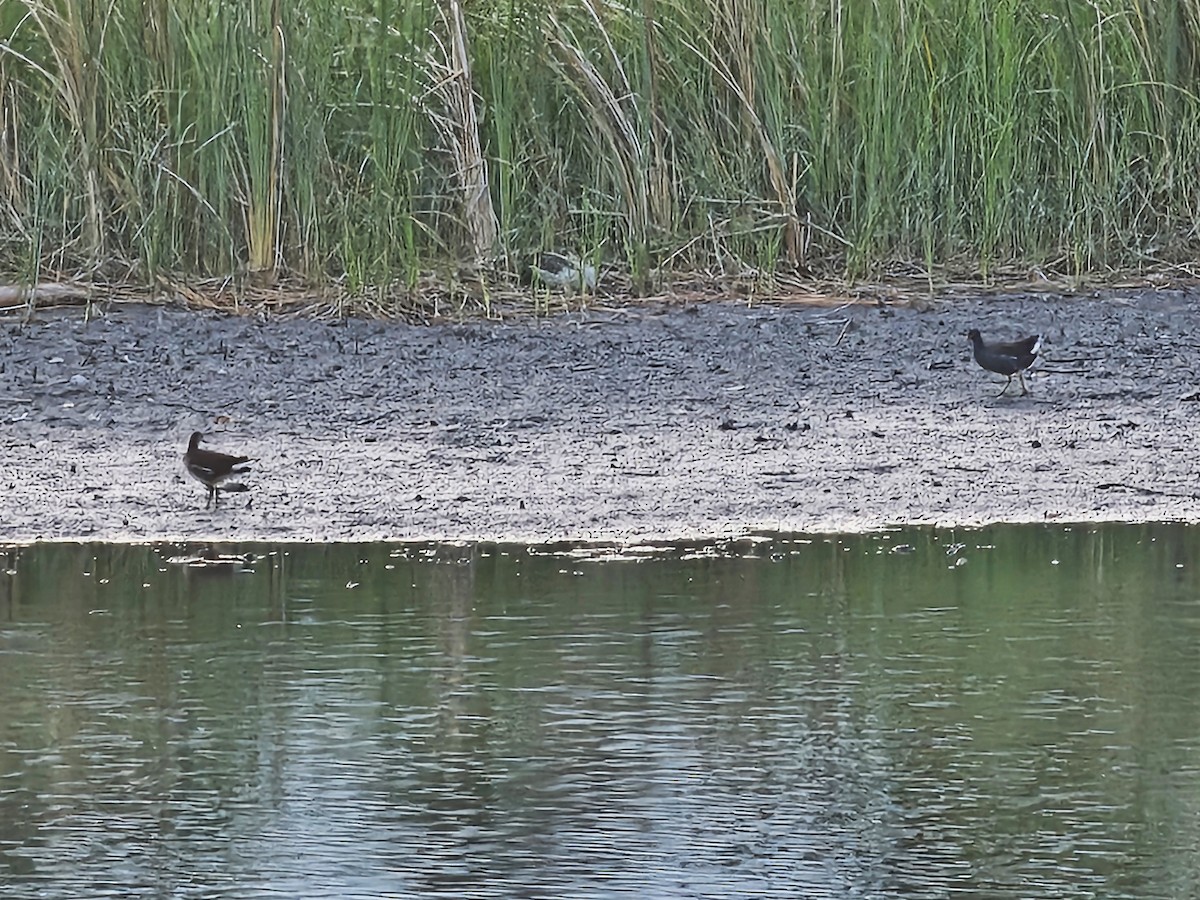 Gallinule poule-d'eau - ML643412377
