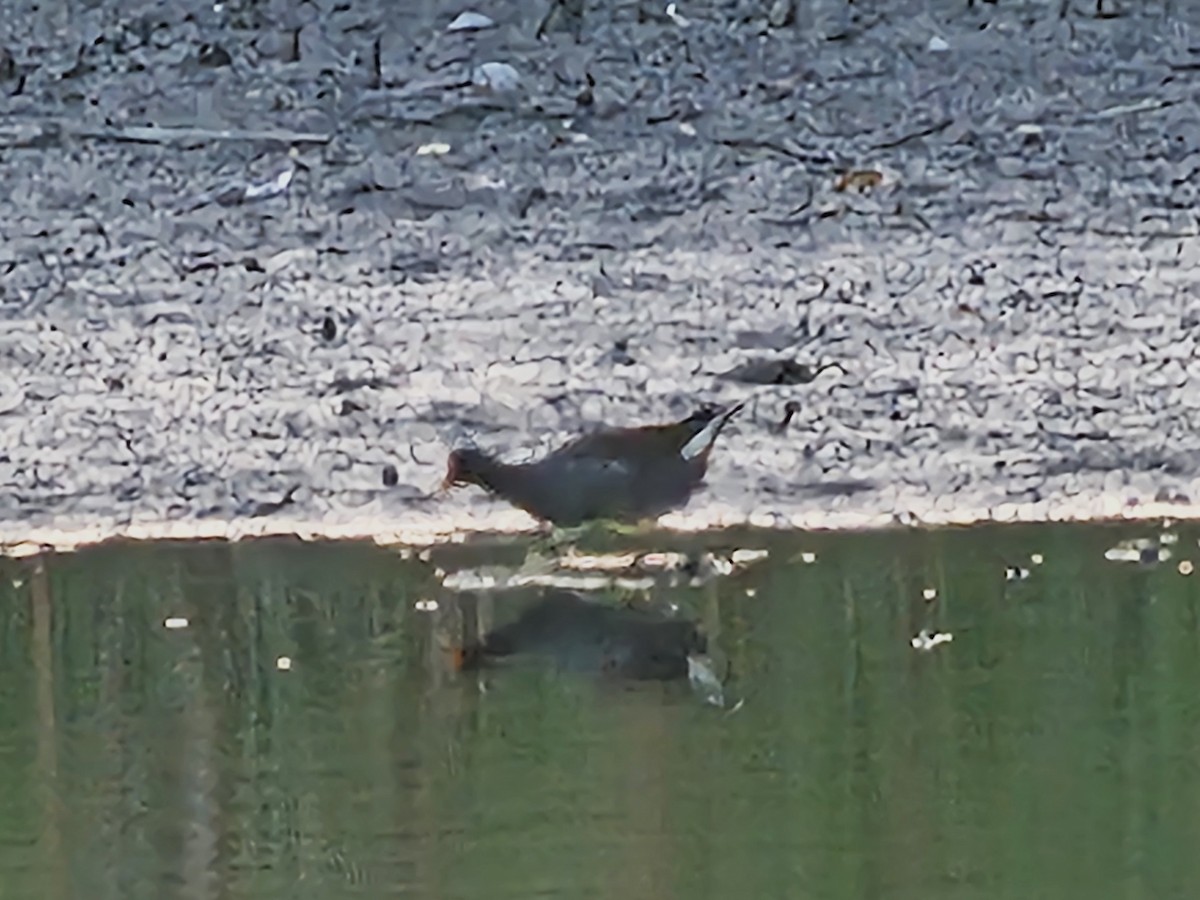 Gallinule poule-d'eau - ML643412378