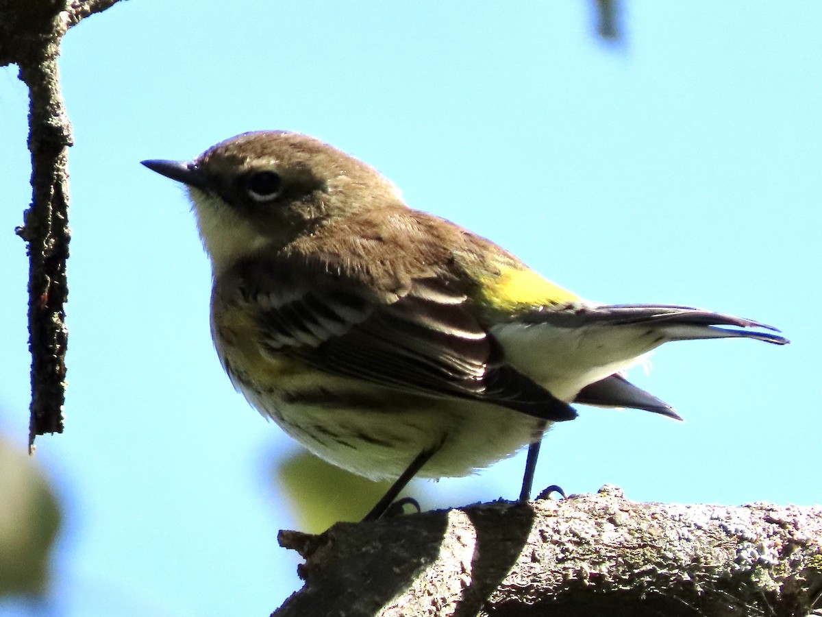 Yellow-rumped Warbler - ML643412386