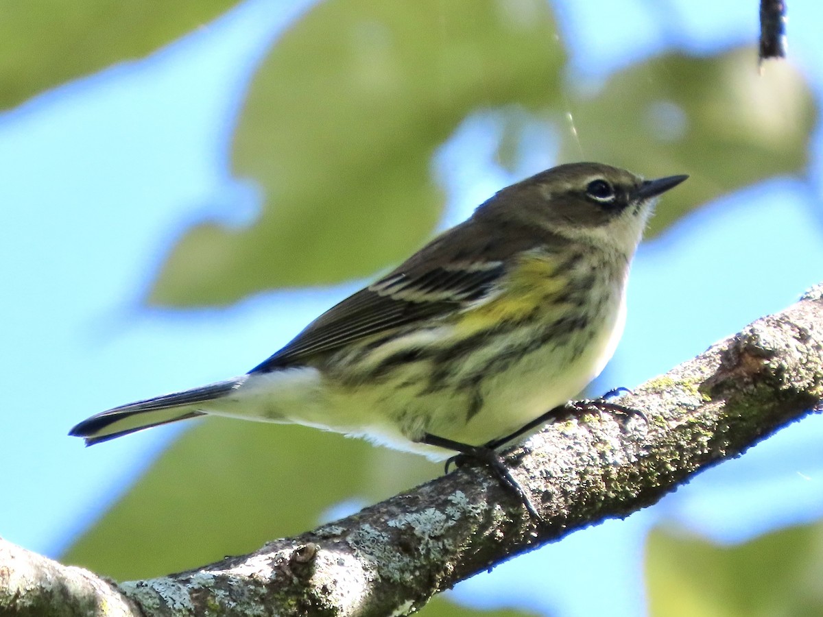 Yellow-rumped Warbler - ML643412387