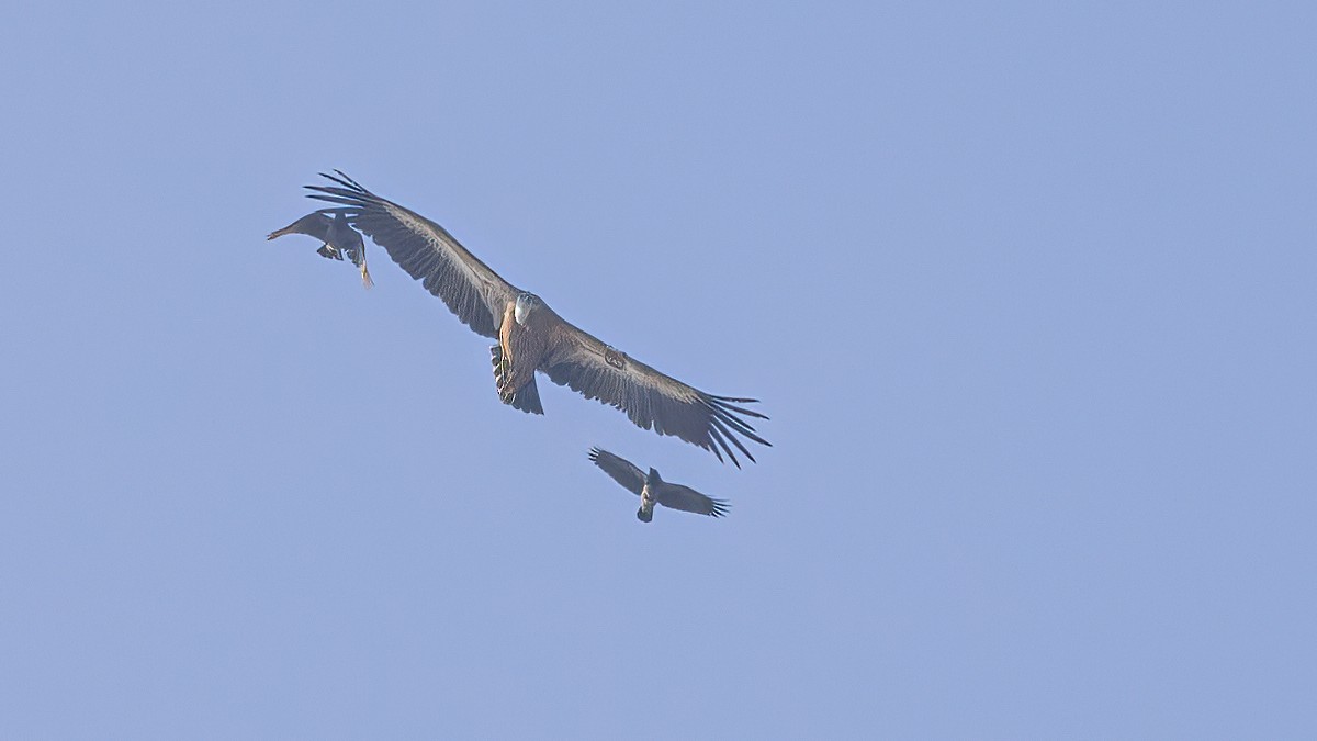 Eurasian Griffon - ML643412391