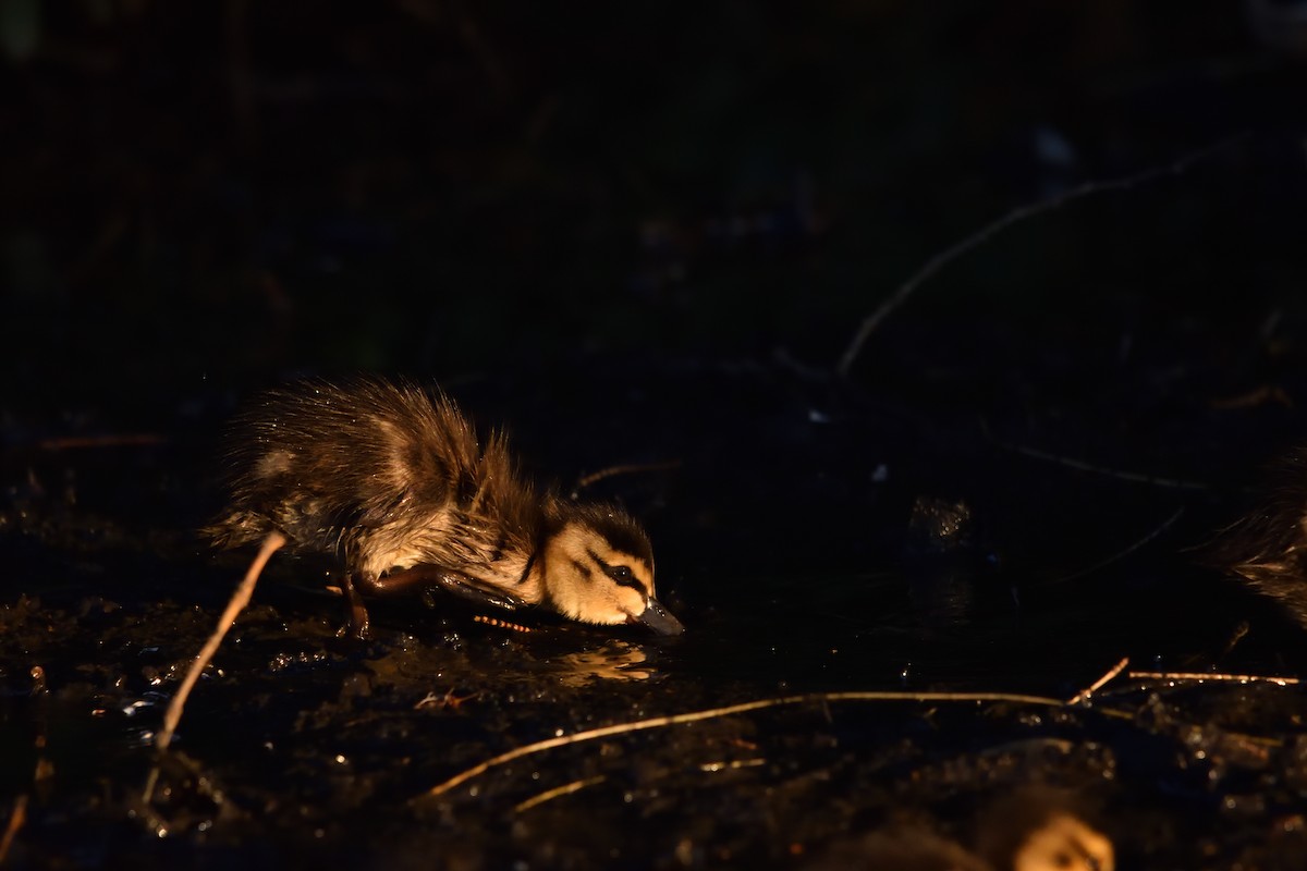 Pacific Black Duck - ML643412405