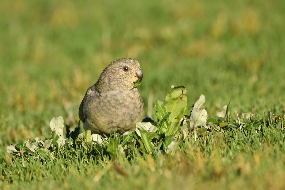 Red-rumped Parrot - ML643412411