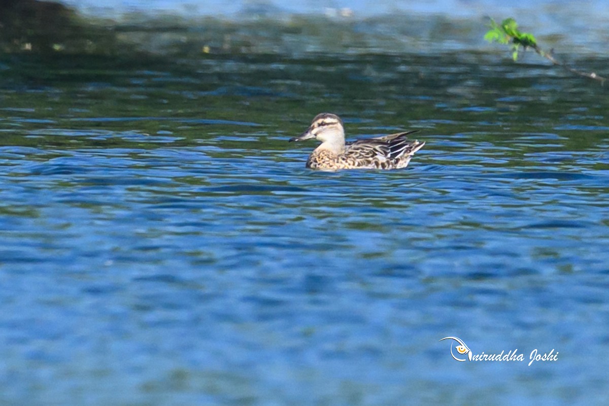 Garganey - ML643412423