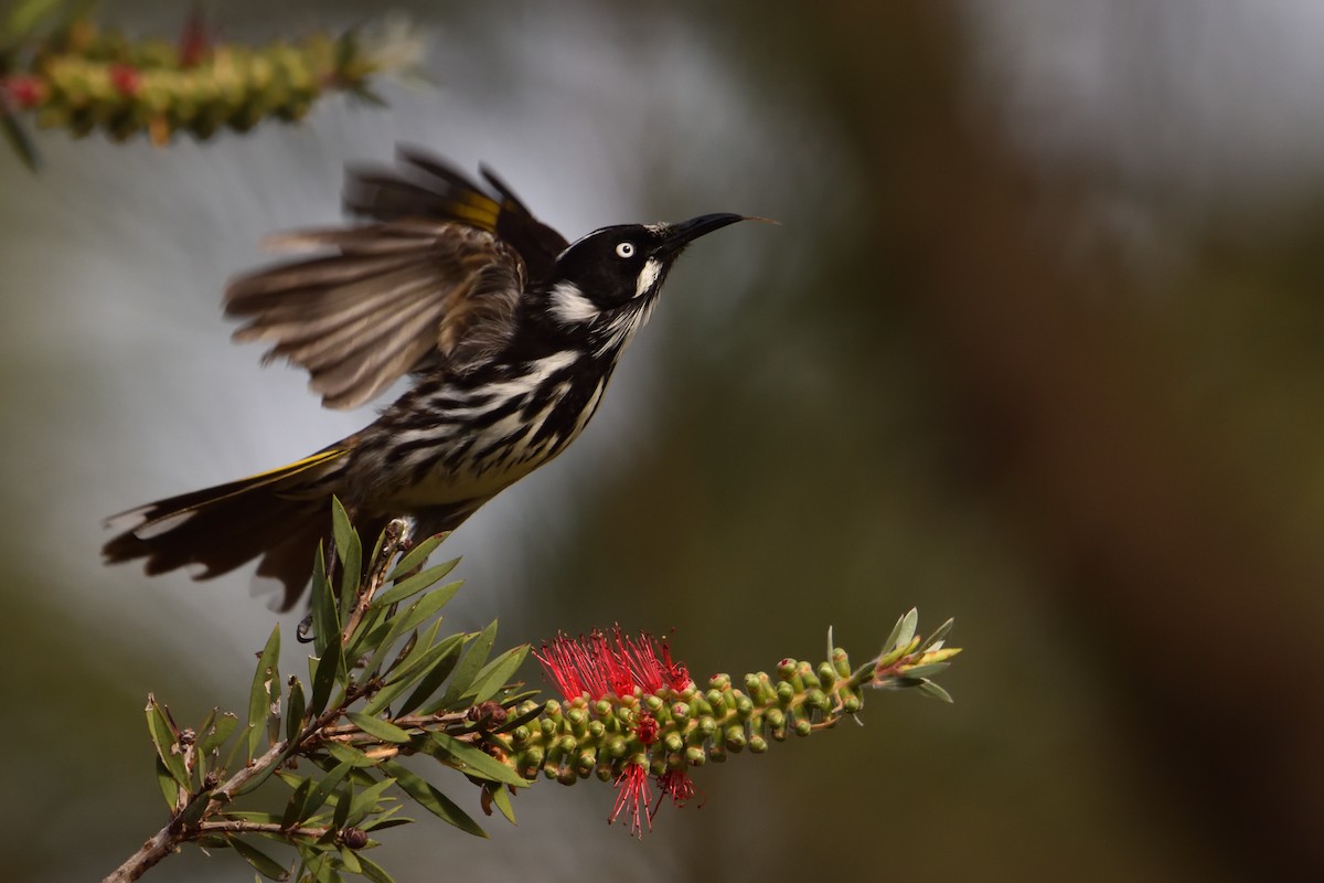 New Holland Honeyeater - ML643412424