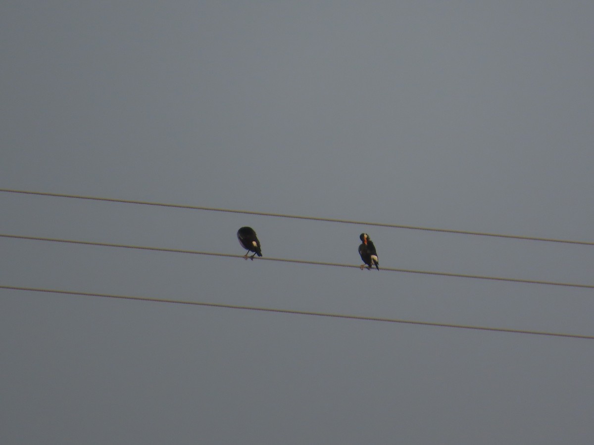 Indian Pied Starling - ML643412426