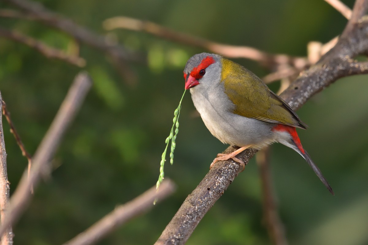 Red-browed Firetail - ML643412429