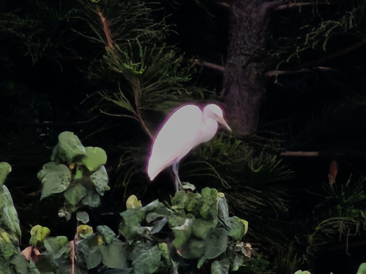 Medium Egret - ML643412433