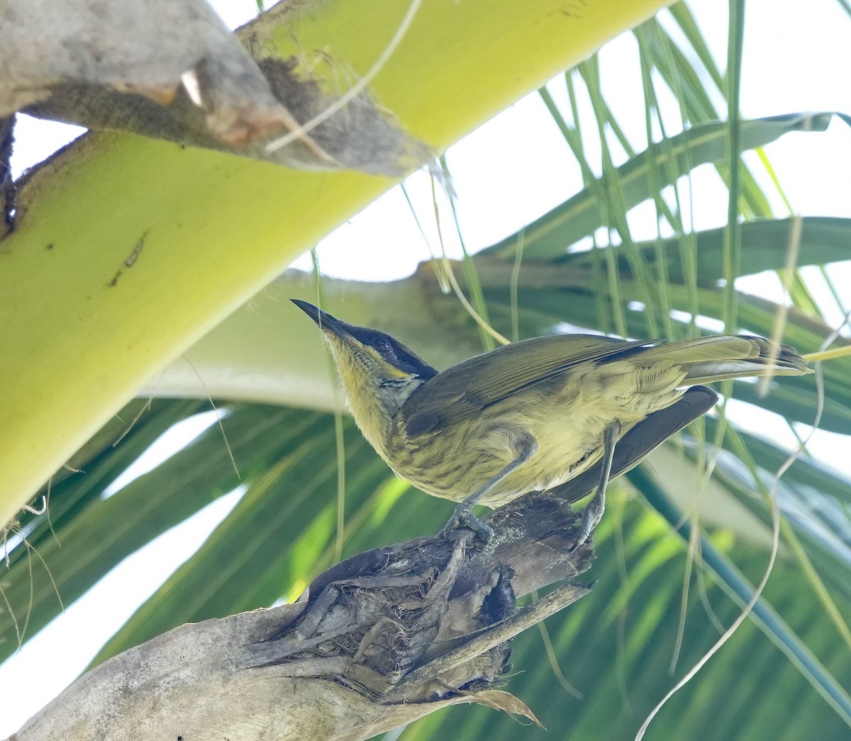 Varied Honeyeater - ML643412437