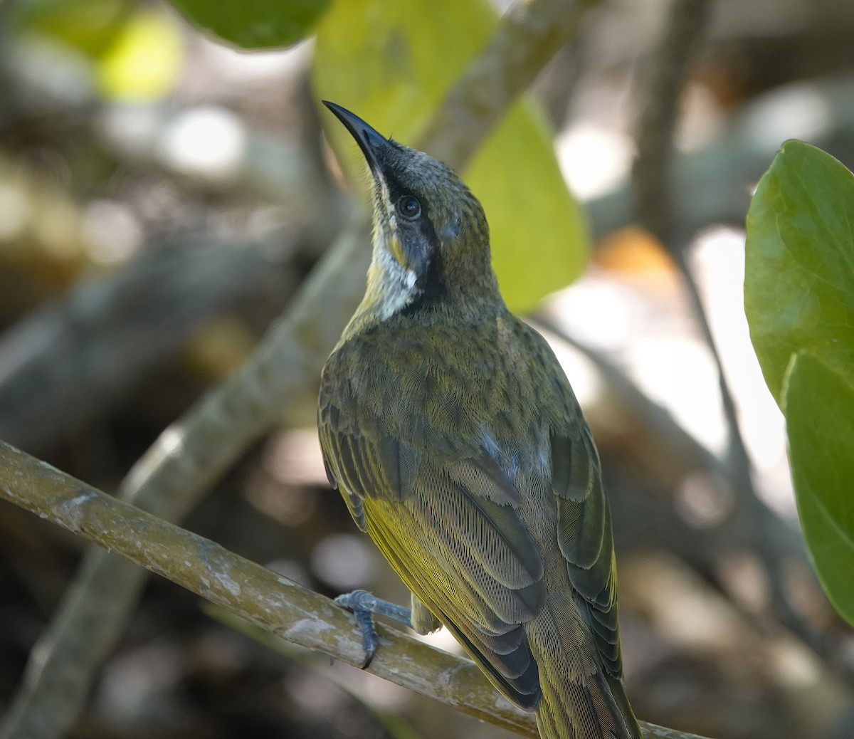 Varied Honeyeater - ML643412438