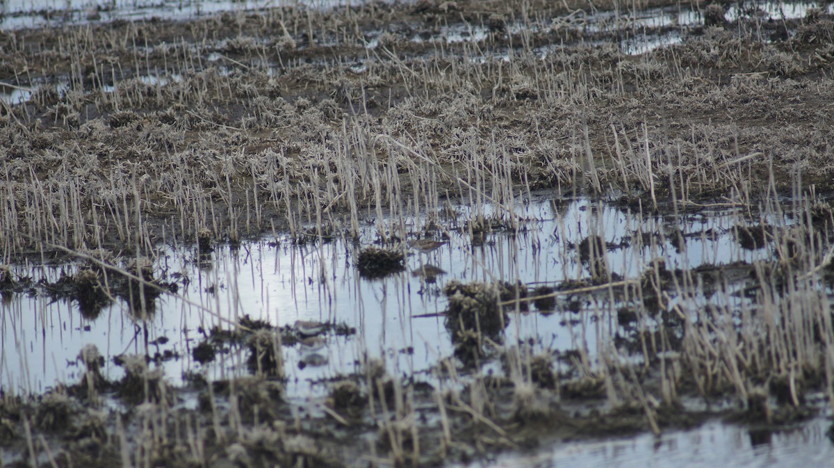 Bécasseau à queue pointue - ML643412447