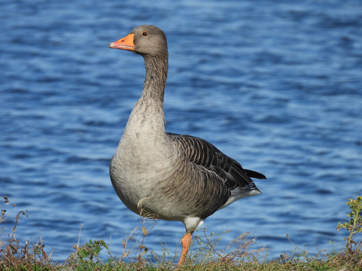 Graylag Goose - ML643412448