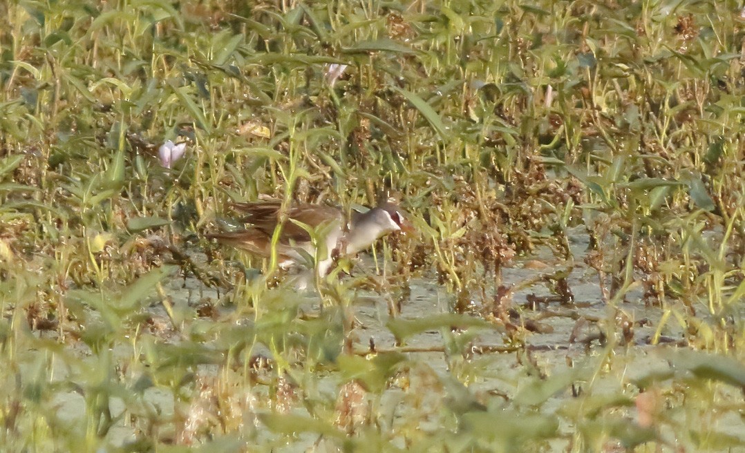 白眉秧雞 - ML643412449