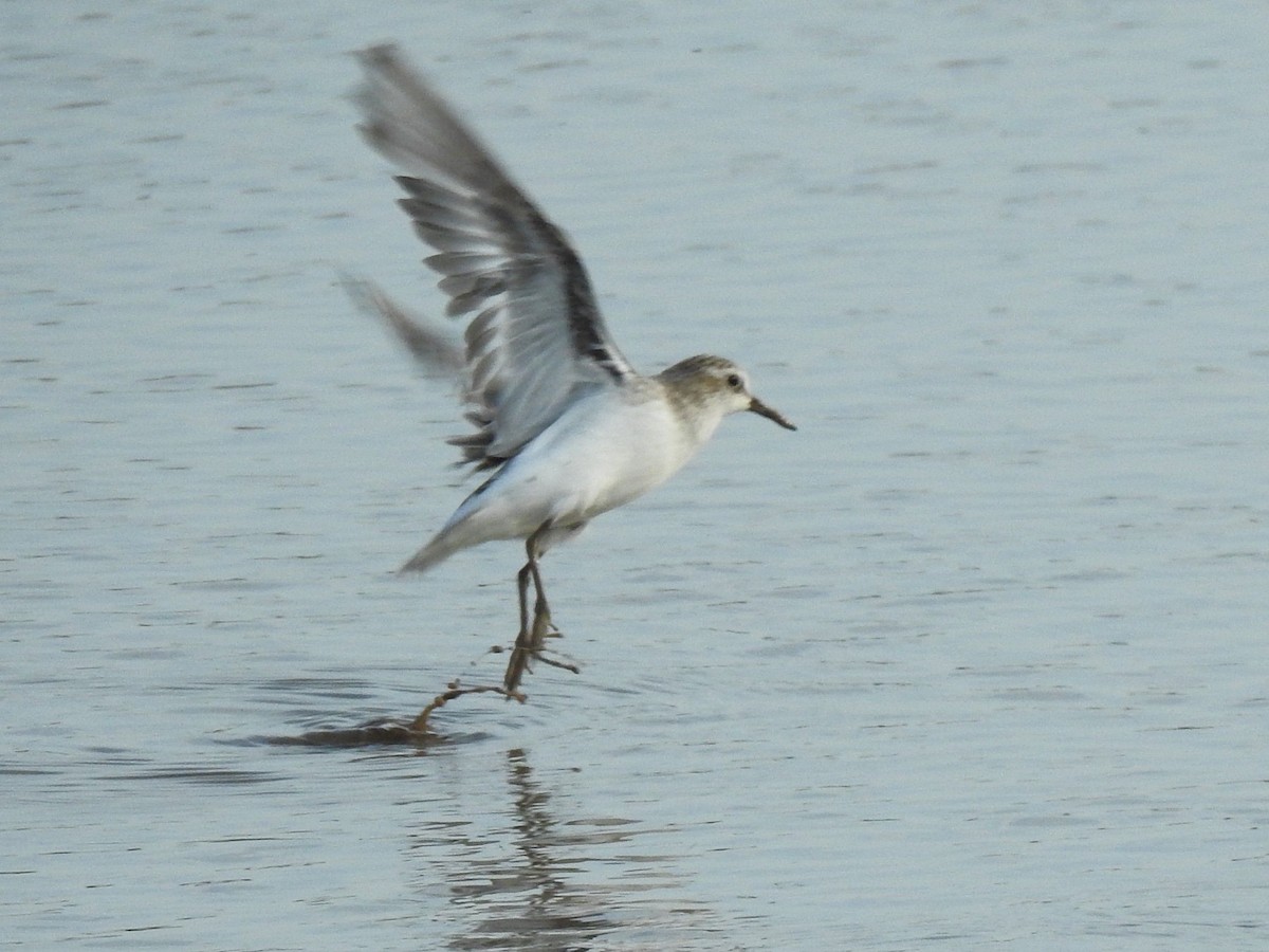 Sanderling - ML643412452