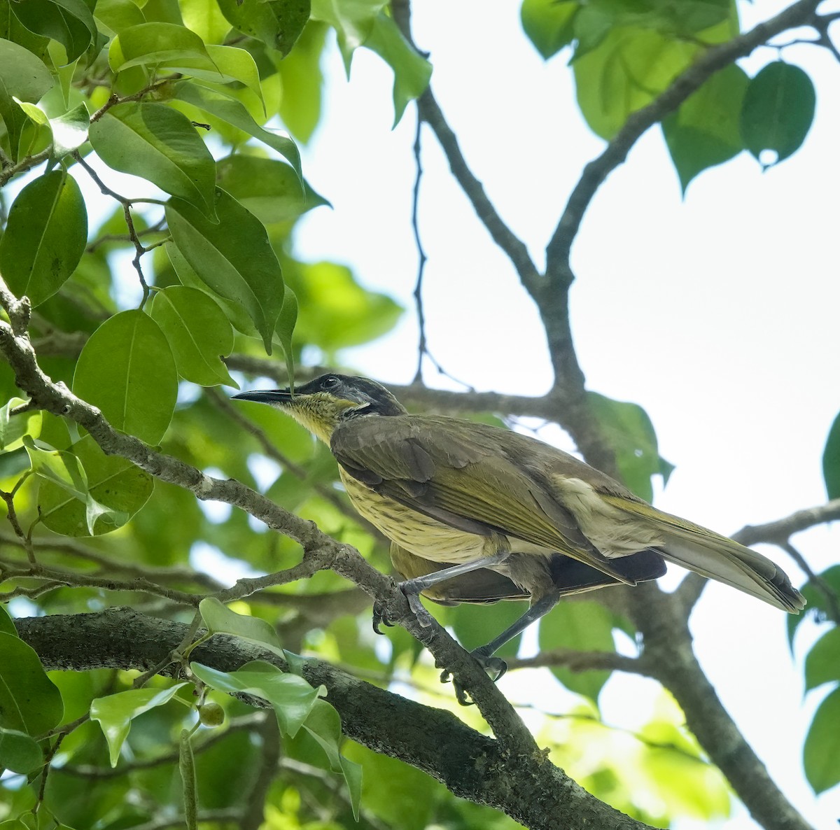 Varied Honeyeater - ML643412454