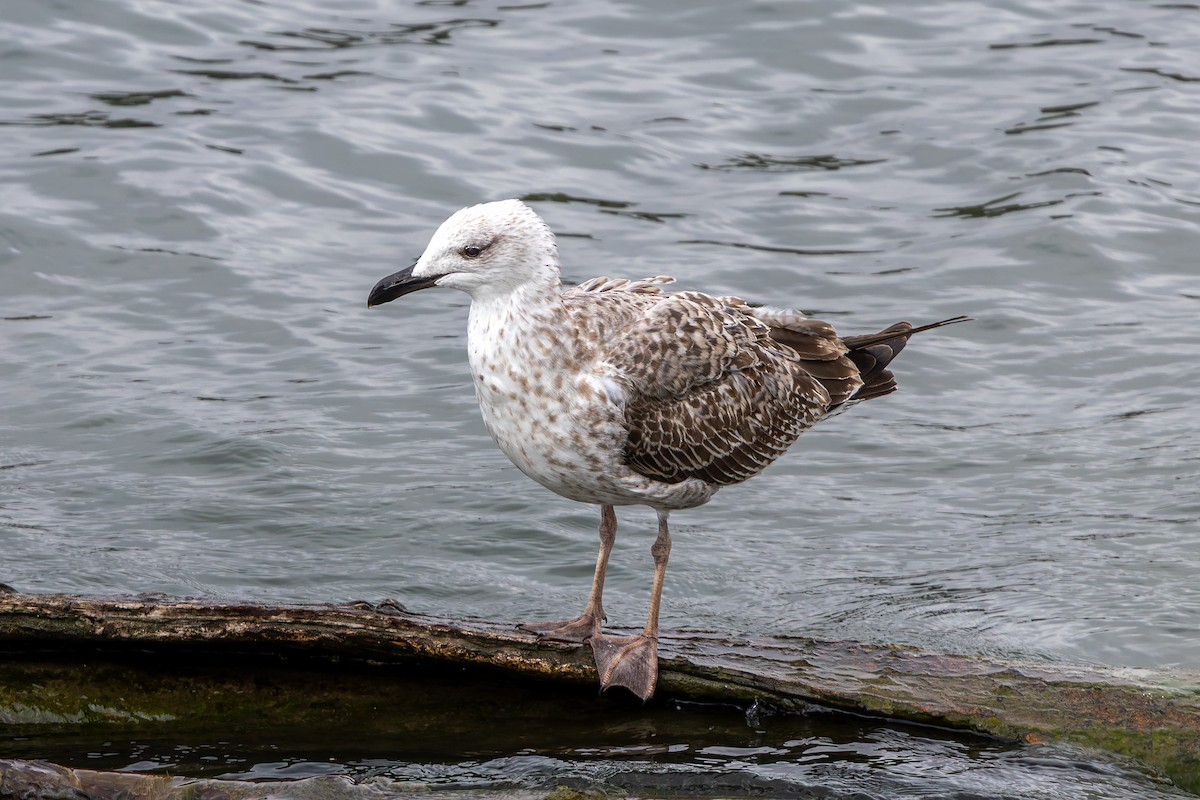 Caspian Gull - ML643412455