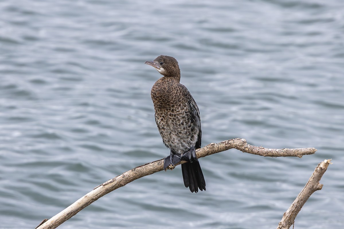 Pygmy Cormorant - ML643412456