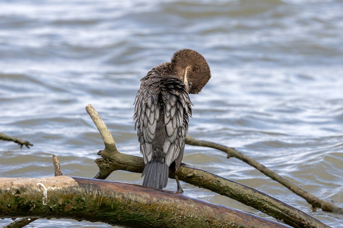 Pygmy Cormorant - ML643412457