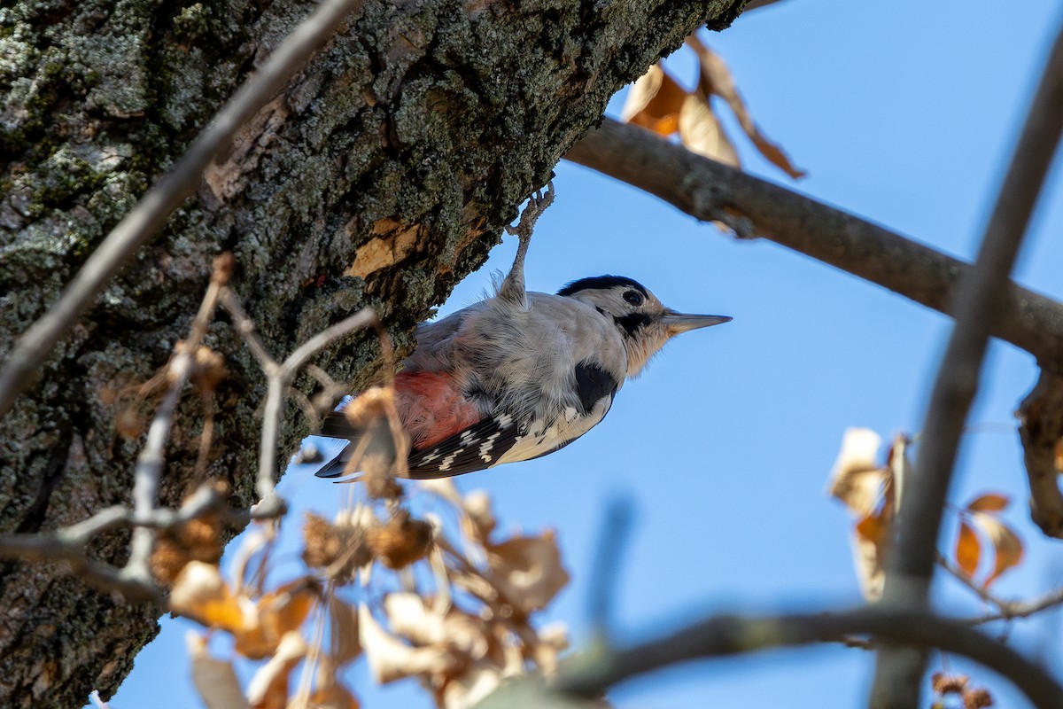 Syrian Woodpecker - ML643412460