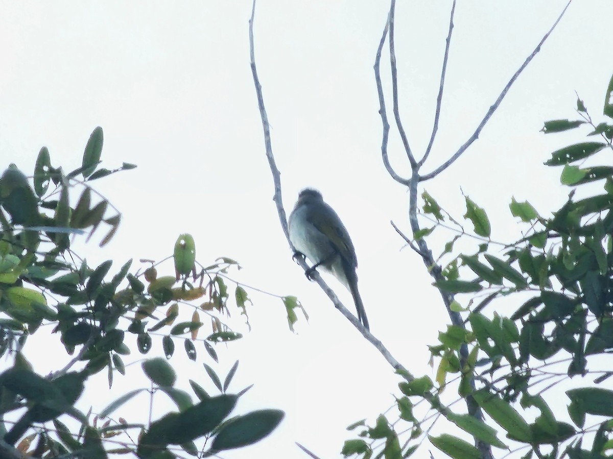 Styan's Bulbul - ML643412463