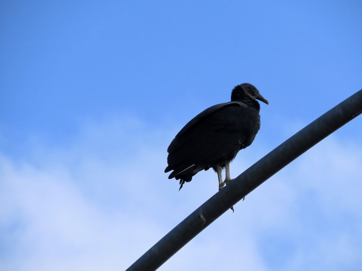 Black Vulture - ML643412467
