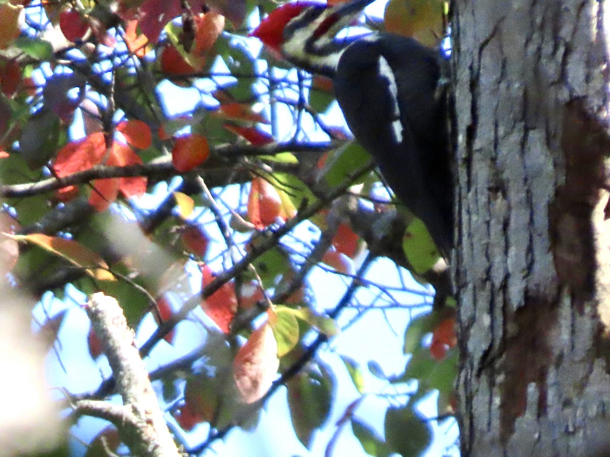 Pileated Woodpecker - ML643412477