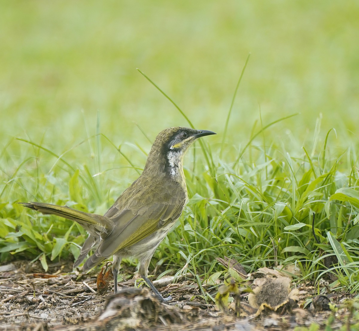 Varied Honeyeater - ML643412486