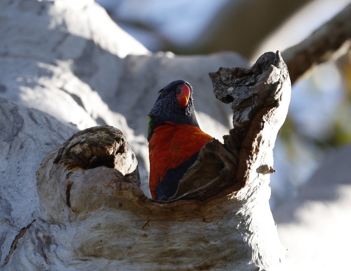 Rainbow Lorikeet - ML643412502