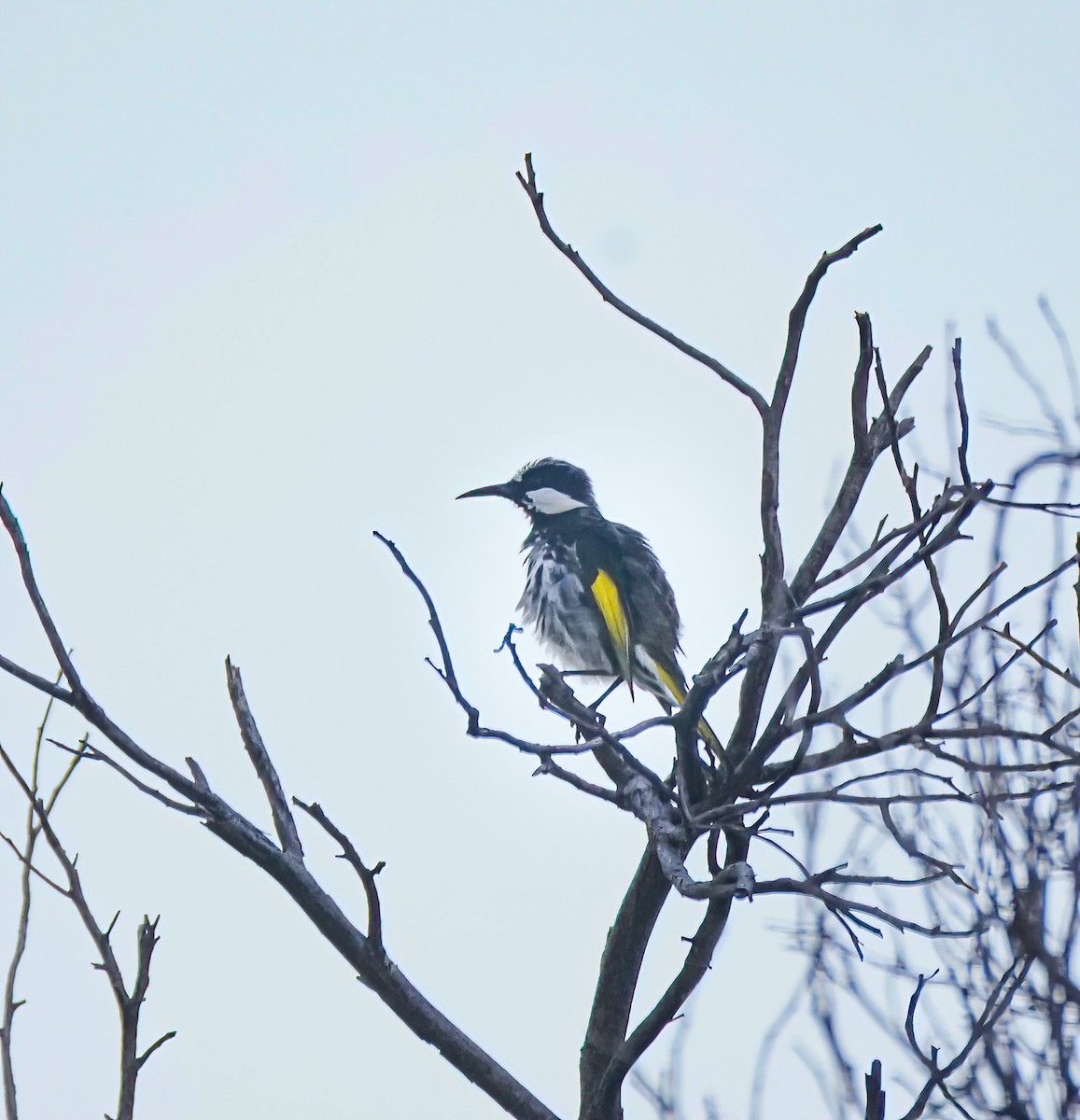 White-cheeked Honeyeater - ML643412509