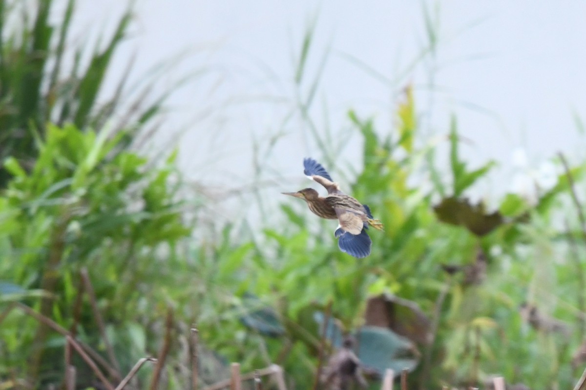 Yellow Bittern - ML643412514