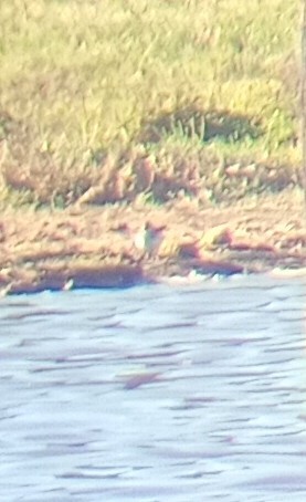 Common Sandpiper - ML643412525