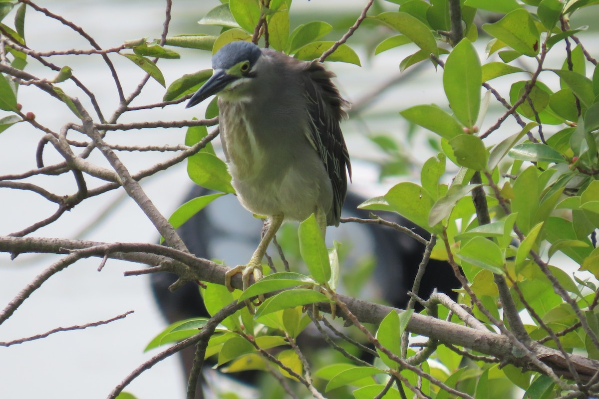 Striated Heron - ML643412530