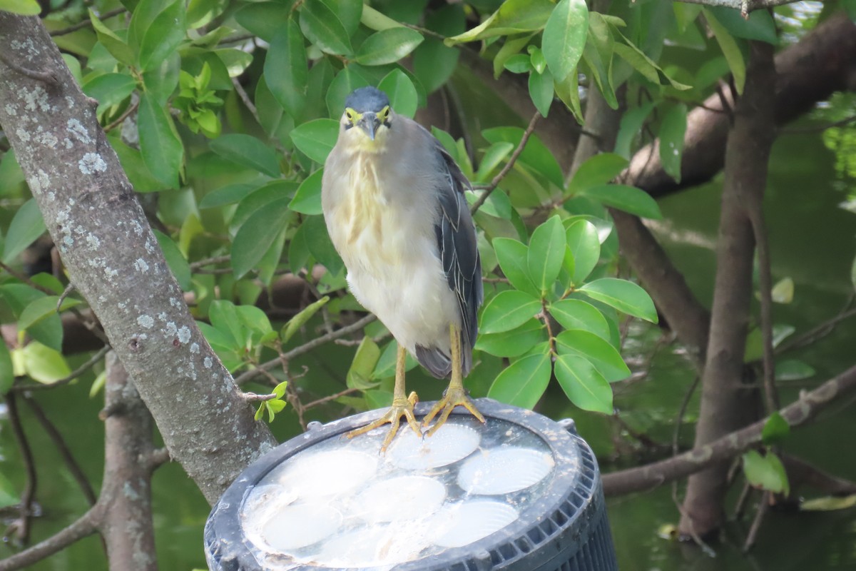 Striated Heron - ML643412533