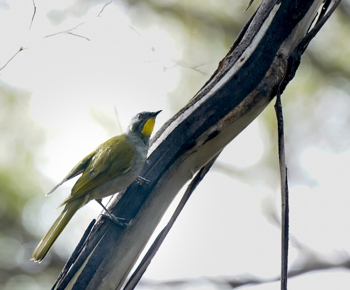 Yellow-throated Honeyeater - ML643412534