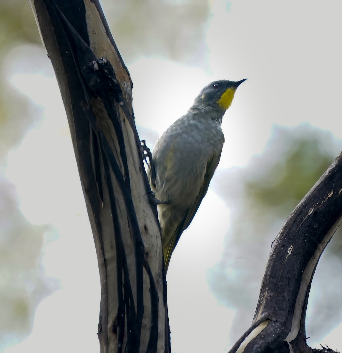 Yellow-throated Honeyeater - ML643412535