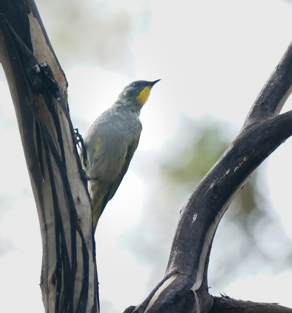 Yellow-throated Honeyeater - ML643412536