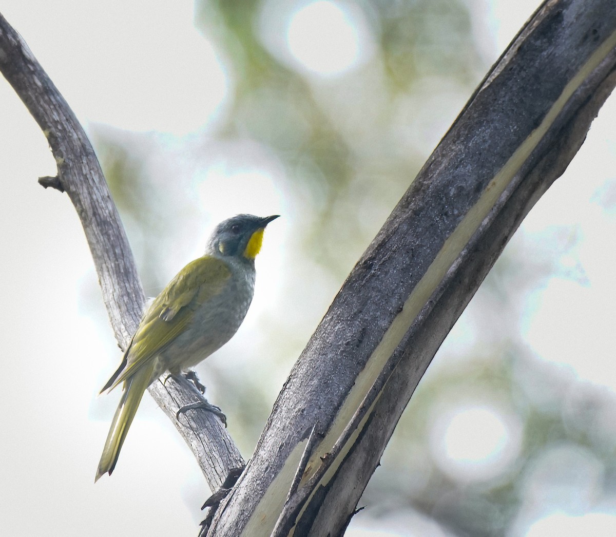 Yellow-throated Honeyeater - ML643412537