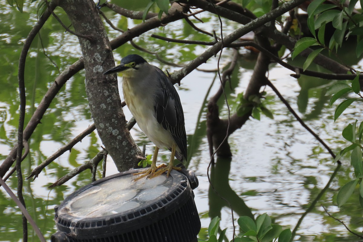 Striated Heron - ML643412538