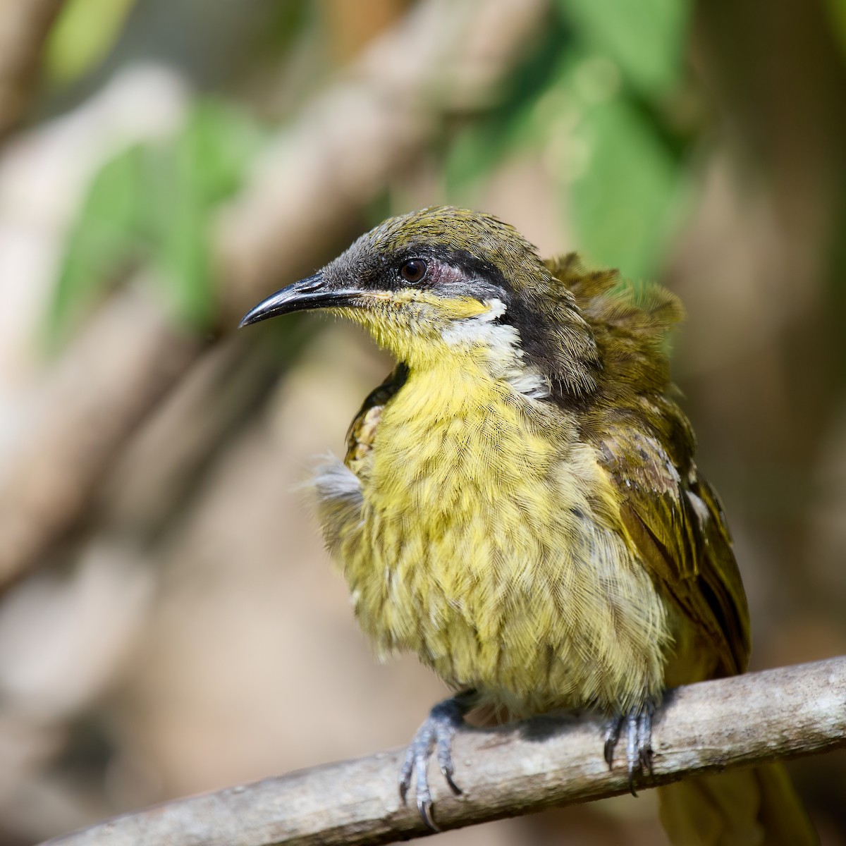 Varied Honeyeater - ML643412561