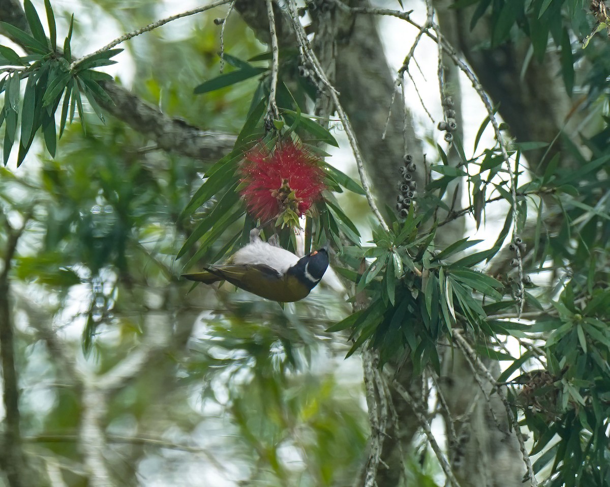 White-naped Honeyeater - ML643412565