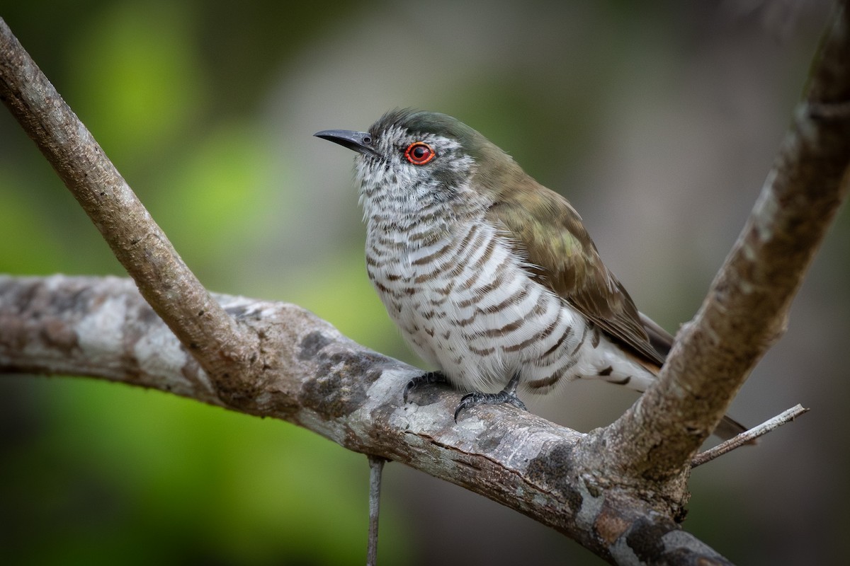 アカメテリカッコウ - ML643412567