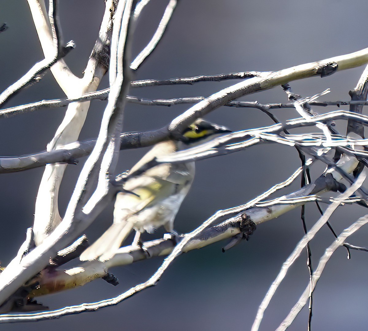 Yellow-faced Honeyeater - ML643412579