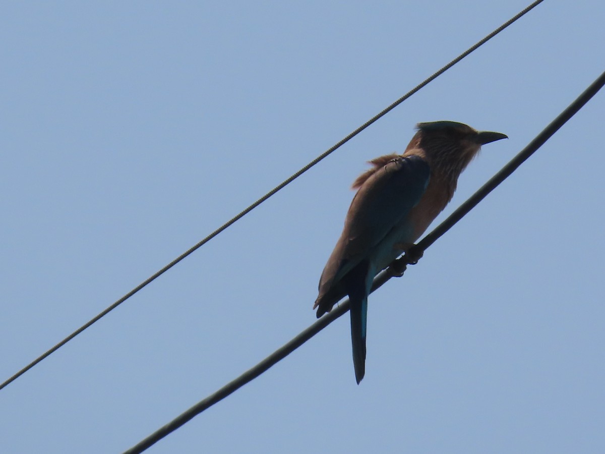 Indian Roller - ML643412583
